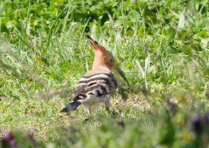 Eurasian Hoopoe