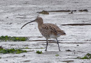 Eurasian Curlew