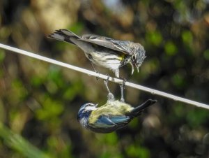 Myrtle Warbler and Blue Tit