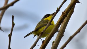 Common Tody-Flycatcher