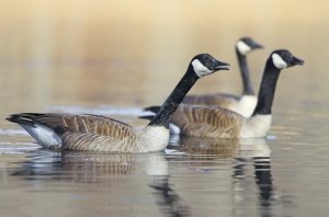 Canada geese.jpg