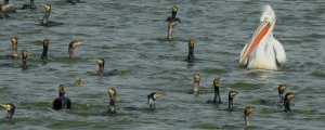 Dalmation Pelican/Great Cormorants