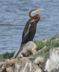 Oriental Darter