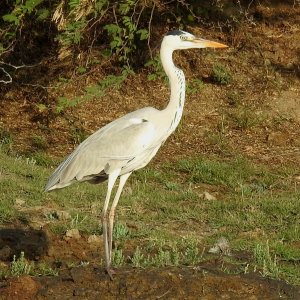 Grey Heron