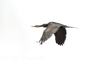 Australasian Darter.