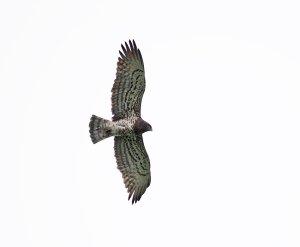 Short-toed Eagle