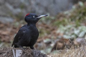 Black Woodpecker at the ants' nest