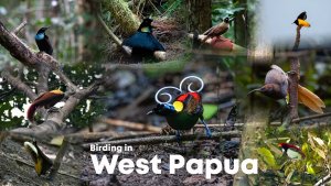 Birding In West Papua