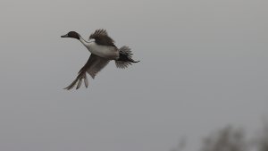 pintail