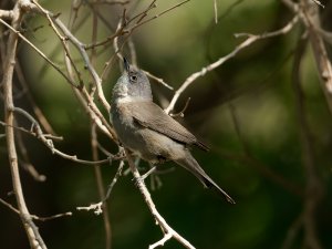 Lesser whitethroat