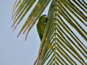 Red-shouldered Macaw