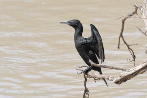 Little Black Cormorant