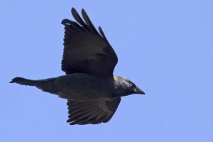 Jackdaw