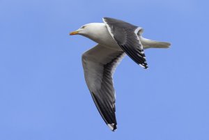 Great Black-backed Gull