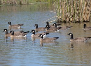 Cackling geese