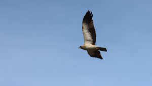 booted eagle