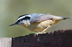 Red-breasted Nuthatch