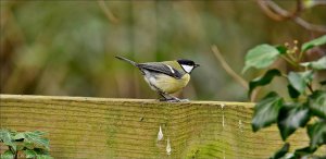 Great Tit