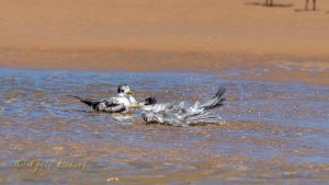 Crested Terns