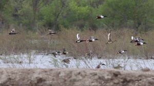 northern shovelers and co