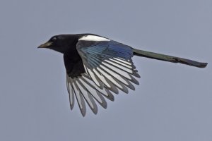 Magpie