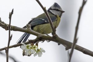 Blue Tit