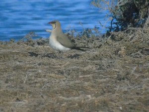 Collared pratincole