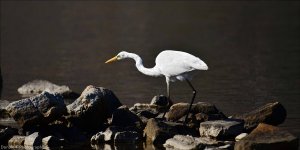 Great White Egret.