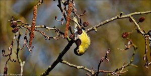 Siskin   ( Male )