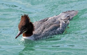 Goosander