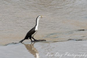 Pied Cormorant