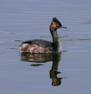 Spiffy Grebe