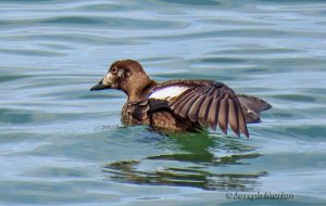 White-winged Scoter