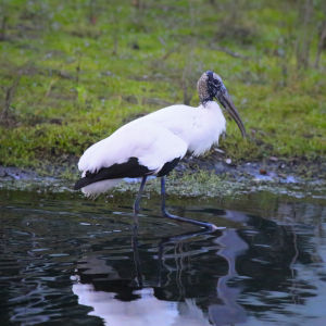 Wood Stork