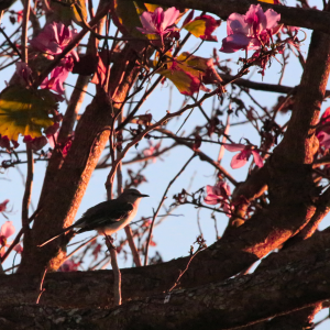 Northern Mockingbird