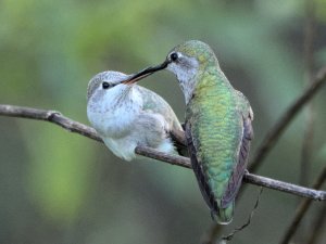 Anna's hummingbirds