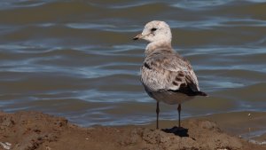 common gull (1st winter / 1st summer)