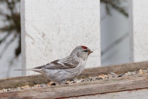 Arctic redpoll