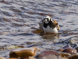 Ruddy turnstone