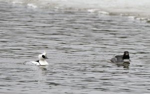 Smew and female common goldeneye