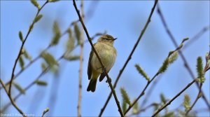 Chiffchaff