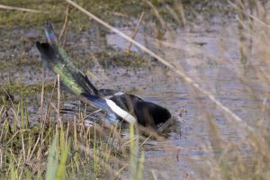 Magpie