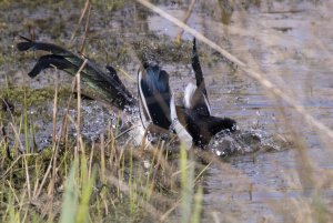 Magpie