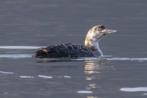 The Great Northern Diver