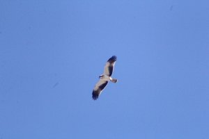 Booted eagle