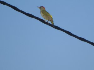 Iberian green woodpecker