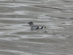 Kittlitz's Murrelet