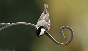 Coal Tit.