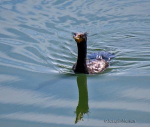 Double-crested Cormorant