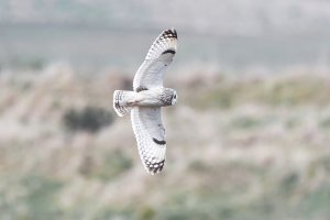 Short-Eared Owl